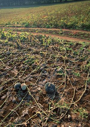 信濃屋（SHINANOYA）の通販サイト